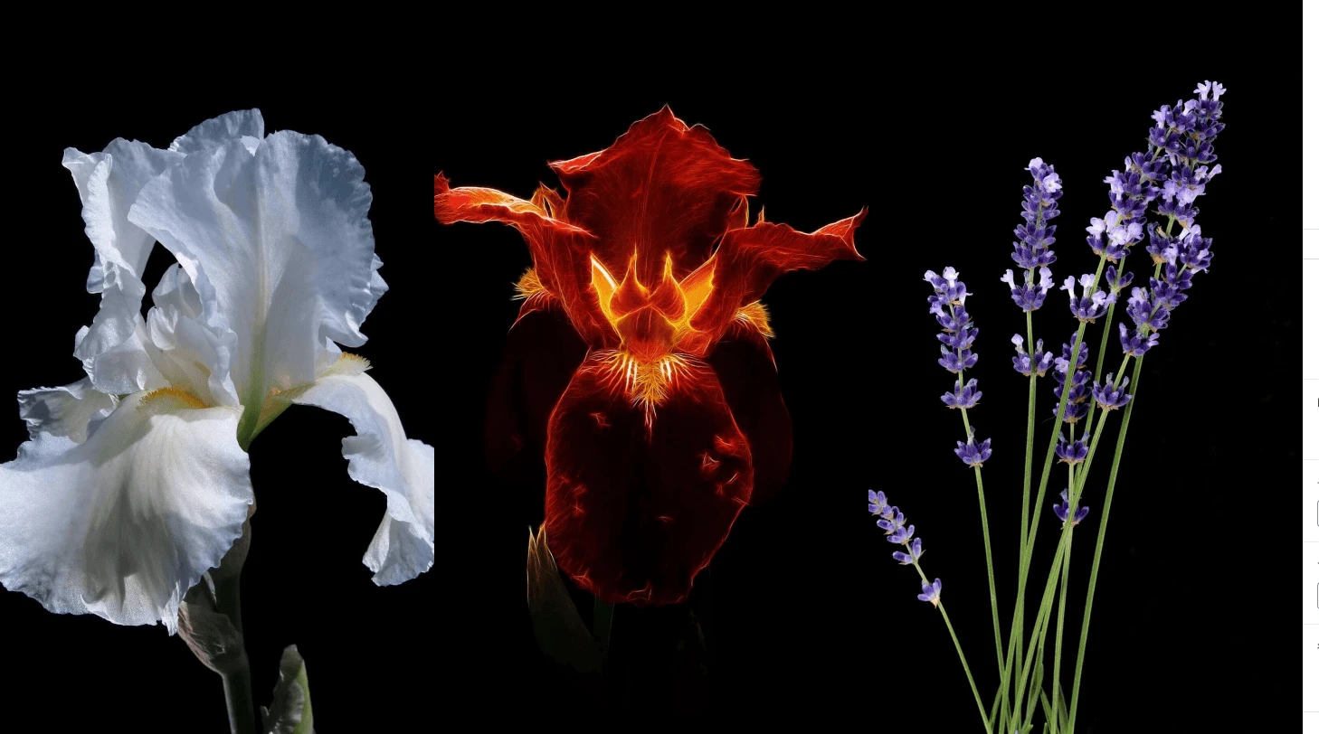 デモギャラリーサイト